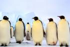 Emperor Penguins, Atka Bay, Weddell Sea, Antarctica