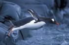 Adelie Penguins Waving Flippers, Petermann Island, Antarctica