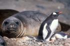 Gentoo Penguin's Nest By Elephant Seals, Hannah Point, Livingston Island, Antarctica