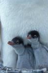 Gentoo Penguin Chicks, Port Lockroy, Wiencke Island, Antarctica