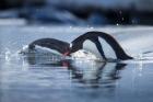 Antarctica, Anvers Island, Gentoo Penguins diving into water.