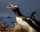 Antarctica, Cuverville Island, Portrait of Gentoo Penguin nesting.