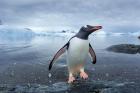 Antarctica, Cuverville Island, Gentoo Penguin leaping onto shore.