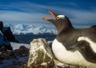 Antarctica, Livingstone Island, Flash portrait of Gentoo Penguin.