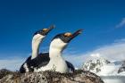 Blue-eyed Shags, Antarctica.