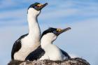 Blue-eyed Shags on its nest, Petermann Island, Antarctica.