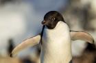 Adelie Penguin portrait, Antarctica