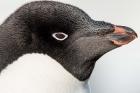 Antarctica, Petermann Island, Adelie Penguin portrait.