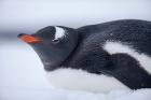 Gentoo Penguin resting in snow on Deception Island, Antarctica.