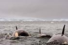 Killer whales pod, western Antarctic Peninsula