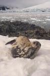 Weddell seal resting, western Antarctic Peninsula