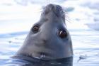 Weddell Seal Head, Western Antarctic Peninsula