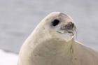 Close up of Crabeater seal, Antarctica