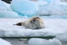 Crabeater seal lying on ice, Antarctica