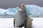 Crabeater seal, saltwater pan of sea ice, Antarctica