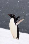 Adelie Penguin in Falling Snow, Western Antarctic Peninsula, Antarctica