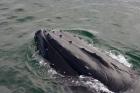 Close up of Humpback whale, western Antarctic Peninsula