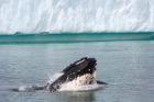 Humpback whale, Antarctic