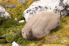 Brown skua bird chick, western Antarctic Peninsula