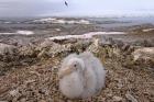 Southern giant petrel bird, Antarctic Peninsula