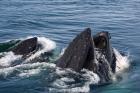Humpback whales feeding, western Antarctic Peninsula