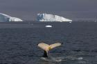 Humpback whale, Western Antarctic Peninsula