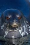 Close up of Weddell seal, Western Antarctic Peninsula