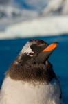 Gentoo penguin chick, Western Antarctic Peninsula