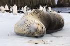 Chinstrap Penguins and Leopard Seal, The South Shetland Islands, Antarctica