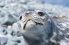 Weddell Seal Resting, Western Antarctic Peninsula, Antarctica