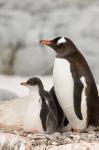 Antarctica, Petermann Island, Gentoo Penguins