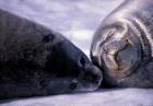 Weddell Fur Seal Cow and Pup, Antarctica