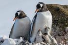 Antarctica, Antarctic Peninsula, Brown Bluff Gentoo Penguin With Three Chicks