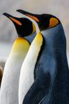 South Georgia Island, St Andrews Bay King Penguins
