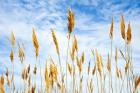 Wheat Blowing in the Wind