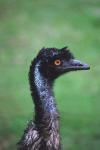 Emu Portrait, Australia