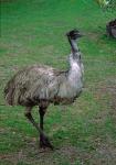 Emu Portrait, Australia