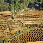 Afghanistan, Bamian Valley, Farmland and irrigation