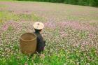 Farmer in Farmland of Canola and Buckwheat, Bumthang, Bhutan