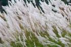 Wild dogtail grasses swaying in wind, Bhutan