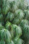 Pine Needles Pattern, Bhutan