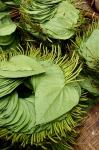 Betel Leaves (Piper Betle) Used to Make Quids For Sale at Market, Myanmar