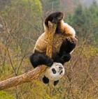 Panda Bear, Wolong Panda Reserve, China