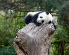 Giant Panda, Wolong Reserve, China
