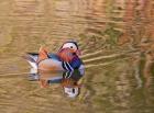 Mandarin Duck, Beijing, China