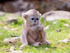 Golden Monkeys, China