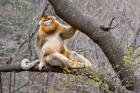 Golden Monkey, Qinling Mountains, China