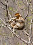 Female Golden Monkey on a tree, Qinling Mountains, China