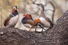 Mandarin Ducks on a branch, Beijing, China