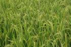 Agriculture, Rice field, near Guilin, China